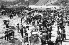 Fiera del bestiame Torrente Brolo anni 50